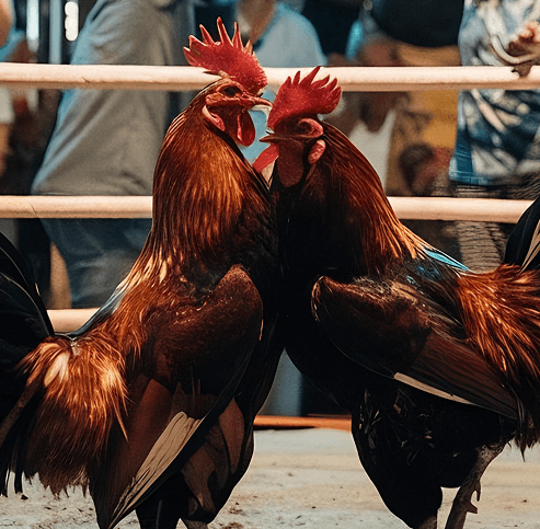 bj66daga matches live 1